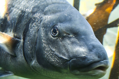 Close-up of fish underwater