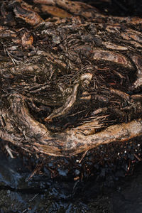 High angle view of crab on tree trunk