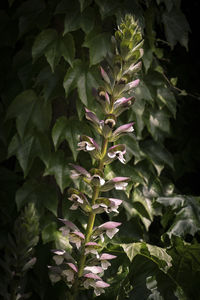 Close-up of leaves on plant