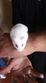 Close-up of hand holding cat