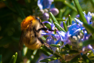 Close-up of bee pollinating on flower