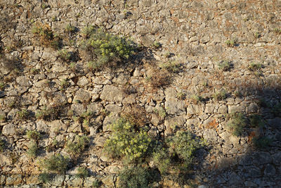 Full frame shot of plants growing on rock