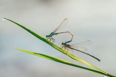 Close-up of dragonfly on grass