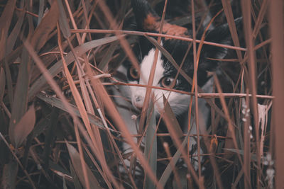 Close-up of a bird