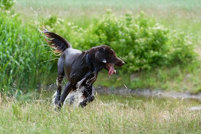 Wet flat-coated retriever running on grassy field