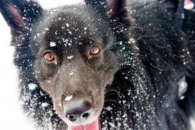 Close-up portrait of a dog in snow