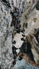 Close-up of lichen on rock