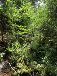 Trees growing in forest