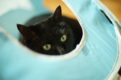 pet