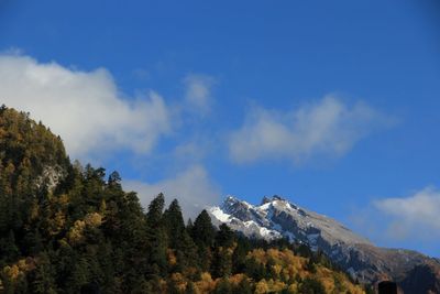 Low angle view of trees against sky