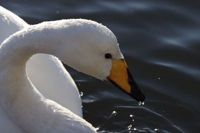 Close-up of swan in lake