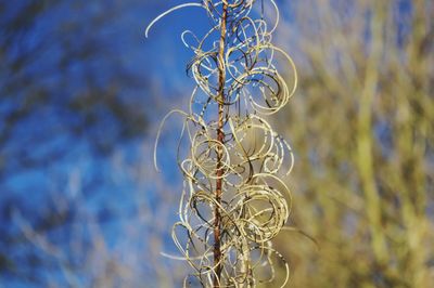 Low angle view of tree against sky