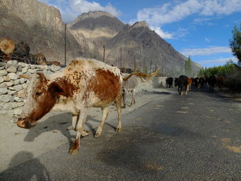 Cows on road against sky