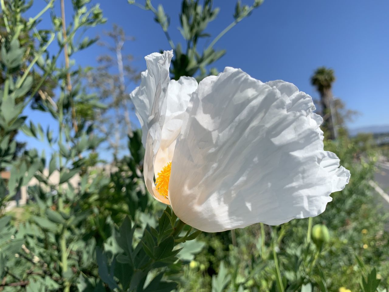 plant, growth, beauty in nature, flower head, petal, inflorescence, fragility, vulnerability, freshness, flowering plant, close-up, flower, nature, white color, focus on foreground, day, no people, sunlight, botany, pollen