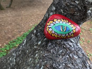 Close-up of a tree trunk
