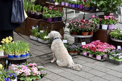 Dog sitting by potted plant