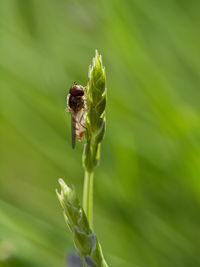 Close-up of insect on leaf