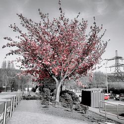 Flowers growing on tree