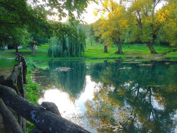 Reflection of trees in lake