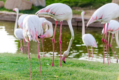 White drinking water in a lake