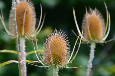 Close-up of thistle