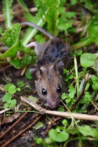 High angle view of an animal on land