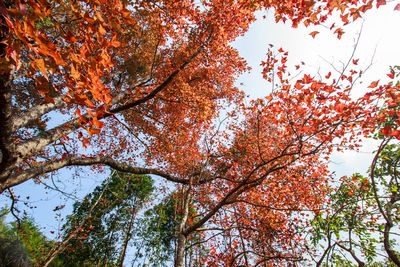 Low angle view of trees against sky