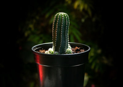 Close-up of potted cactus in dark background