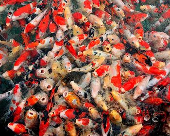 High angle view of koi carps swimming in water