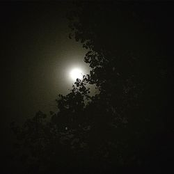 Low angle view of trees against sky at night