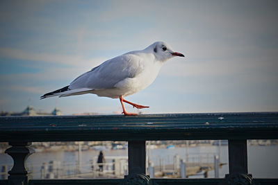 Seagull perching on wall against sky