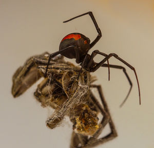 Close-up of insect