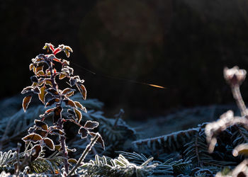 Close-up of dried plant