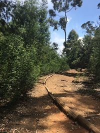 Low angle view of trees against sky