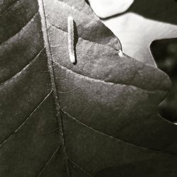 High angle view of dry leaves on plant