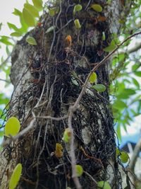 Low angle view of nest on tree