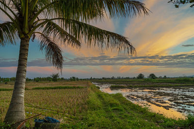 Scenic view of agricultural field against sky during sunset