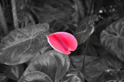 Close-up of pink flower blooming outdoors