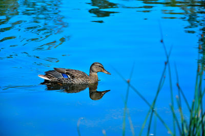 Duck swimming in lake