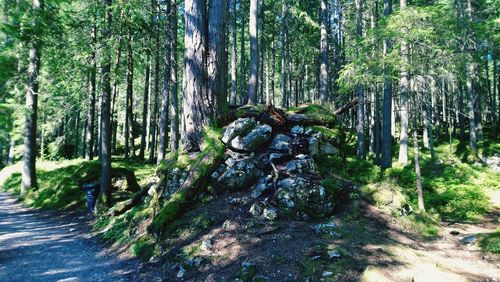 Scenic view of forest