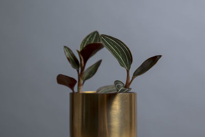 Close-up of potted plant against wall