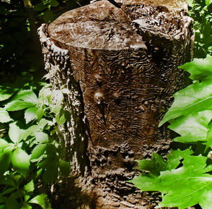 Close-up of leaves on tree trunk