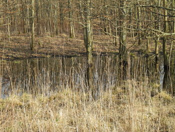 Scenic view of forest