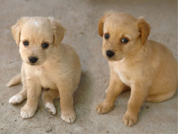 High angle portrait of puppies sitting on footpath