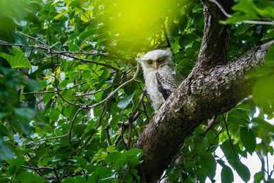 Low angle view of lizard on tree