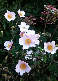 High angle view of white flowering plant