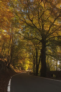 Road amidst trees during autumn