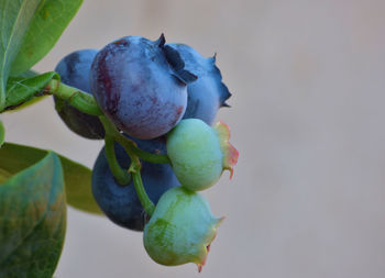 Close-up of blueberries growing on tree