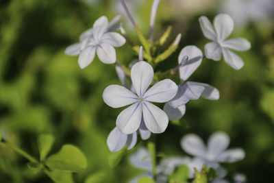 Close-up of purple leadwort flowering plant