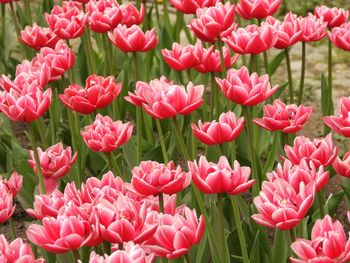 Close-up of red tulips